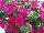 GreenFuse Botanicals: Petunia  'Cherry' 