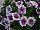 GreenFuse Botanicals: Petunia  'Purple Skirt' 