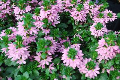 Scampi Scaevola Pink 