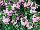 GreenFuse Botanicals: Scaevola  'Pink' 
