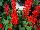 GreenFuse Botanicals: Salvia  'Red' 
