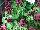 GreenFuse Botanicals: Salvia  'Purple' 