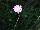 GreenFuse Botanicals: Scabiosa  'Pink' 