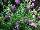 GreenFuse Botanicals: Lavandula  'Pequena Purple' 