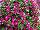 GreenFuse Botanicals: Petunia  'Rose Improved' 