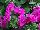 GreenFuse Botanicals: Petunia  'Rose' 