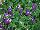 GreenFuse Botanicals: Petunia  'Violet' 