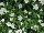 GreenFuse Botanicals: Petunia  'White' 
