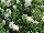 GreenFuse Botanicals: Petunia  'Chardonnay' 