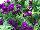 GreenFuse Botanicals: Petunia  'Midnight Velvet' 