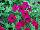 GreenFuse Botanicals: Petunia  'Zinfandel' 