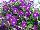 GreenFuse Botanicals: Petunia  'Violet' 