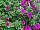 GreenFuse Botanicals: Petunia  'Purple Improved' 
