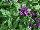 GreenFuse Botanicals: Heliotrope  'Topaz' 