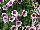 GreenFuse Botanicals: Petunia  'EX2' 