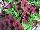 GreenFuse Botanicals: Pelargonium  'Chocolate' 
