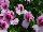 GreenFuse Botanicals: Pelargonium  'Pink Azalea' 