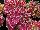 GreenFuse Botanicals: Hydrangea  'Pink Bicolor' 