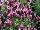 GreenFuse Botanicals: Lavender  'Rose' 