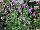 GreenFuse Botanicals: Lavender  'Purple' 