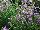 GreenFuse Botanicals: Penstemon  'Soaring Lavender' 