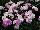 GreenFuse Botanicals: Dianthus  'Pink' 