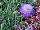 GreenFuse Botanicals: Scabiosa  'Purple' 