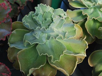 Coral Reef Echeveria Aqua 