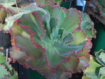 Coral Reef Echeveria Red 