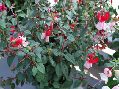 Windchimes Fuchsia Upright Red White 