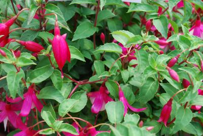 Windchimes Fuchsia Neon & White 