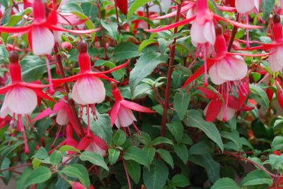 Windchimes Fuchsia Red & White 