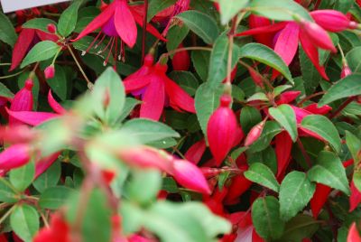 Windchimes Fuchsia Rose & Purple 