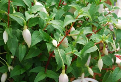 Windchimes Fuchsia White & White 