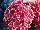 GreenFuse Botanicals: Hydrangea  'Pink Bicolor' 
