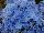 GreenFuse Botanicals: Hydrangea macrophylla 'Blue' 