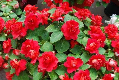 Double Up Impatiens, Double Red 