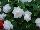 GreenFuse Botanicals: Impatiens, Double  'White' 
