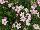 GreenFuse Botanicals: Nemesia  'Pink' 