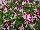 GreenFuse Botanicals: Petunia  'Rose Star' 