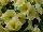 GreenFuse Botanicals: Petunia  'Yellow' 