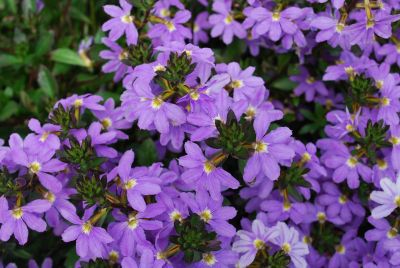 Scampi Scaevola Blue 