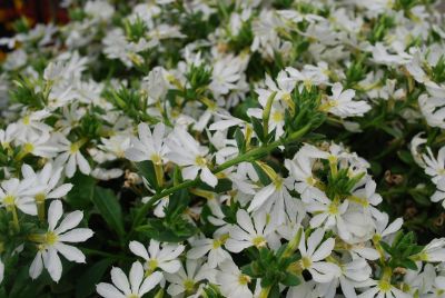 Scampi Scaevola White 