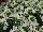 GreenFuse Botanicals: Scaevola  'White' 