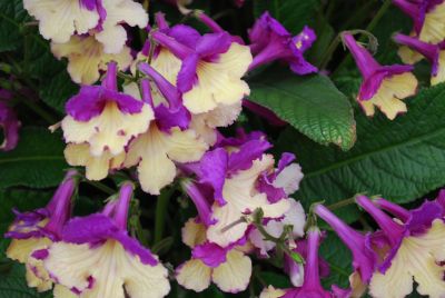  Streptocarpus Experimental 