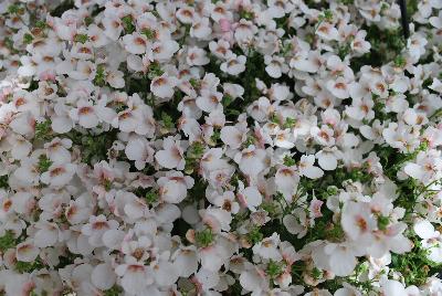 Dümmen Orange: My Darling™ Diascia White 