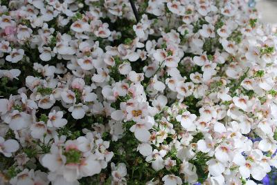 Dümmen Orange: My Darling™ Diascia White 