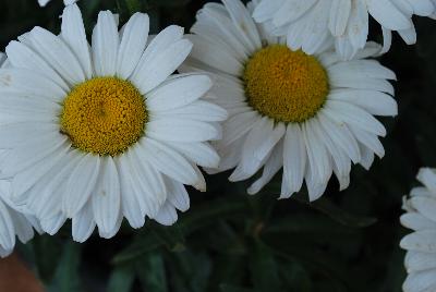 Sweet Daisy™ Leucanthemum Jane