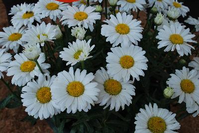 Sweet Daisy™ Leucanthemum Jane 