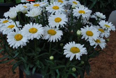 Sweet Daisy™ Leucanthemum Jane 